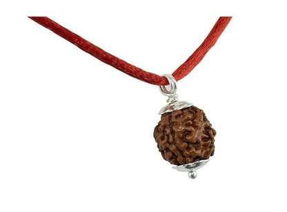 Natural Five Mukhi Rudraksha