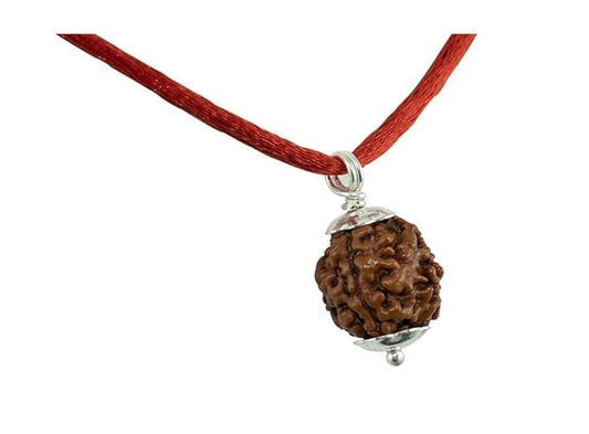 Natural Five Mukhi Rudraksha